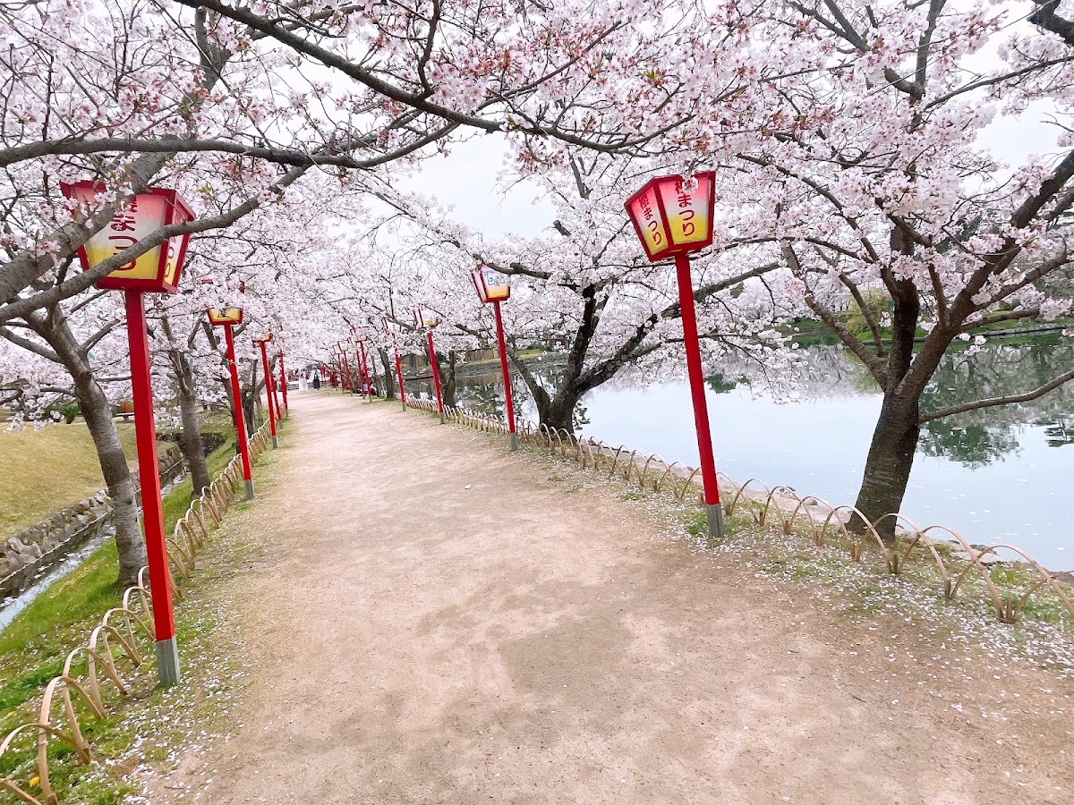 小城公園(佐賀県)の桜名所