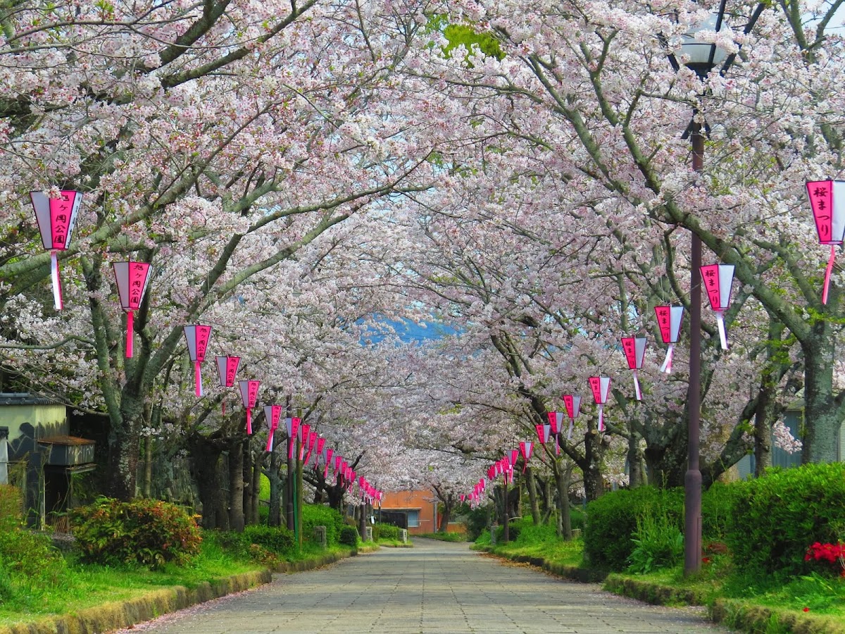 旭ヶ岡公園の桜完全ガイド｜佐賀県三大桜の名所の見どころ・アクセス・開花情報