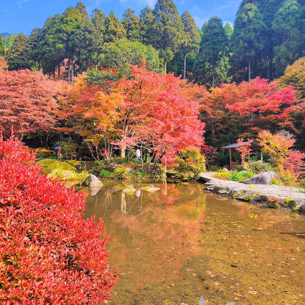 環境芸術の森(佐賀県)の桜
