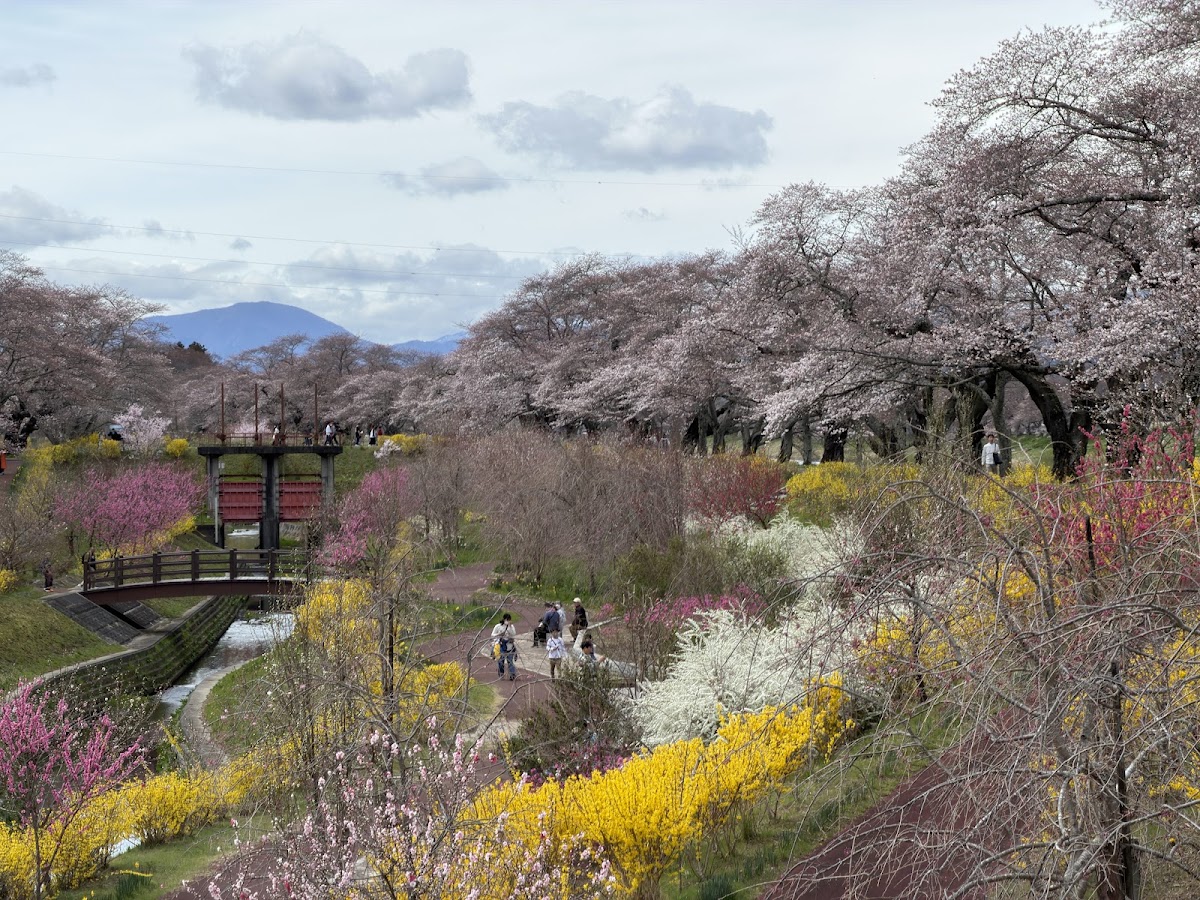 宮城県大河原町の桜名所「一目千本桜」