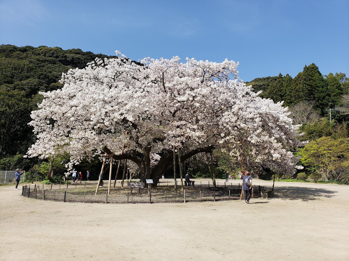 唐津城(舞鶴公園)の桜|佐賀県随一の桜名所で楽しむ絶景お花見ガイド2026