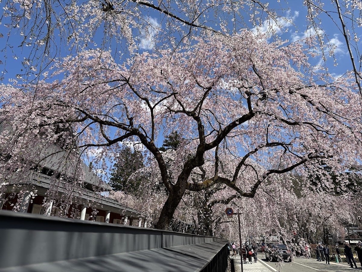角館武家屋敷通りの桜