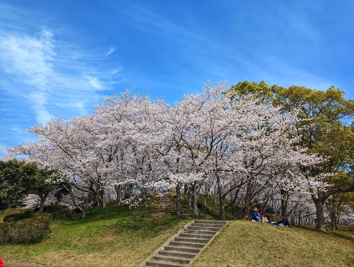 清水公園(長崎県)の桜