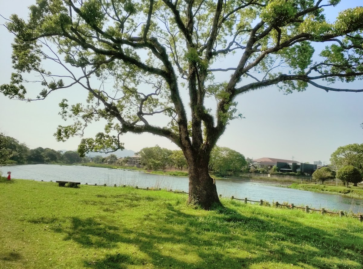 水前寺江津湖公園の桜