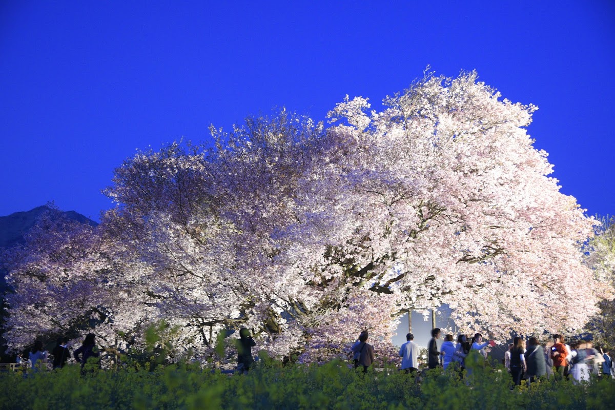 一心行の大桜