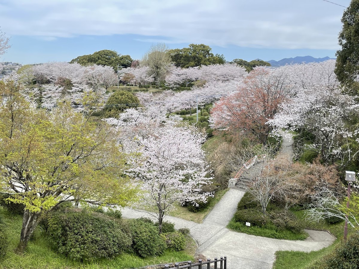 菊池公園(熊本県)の桜名所完全ガイド|3000本の桜と絶景スポットを徹底紹介