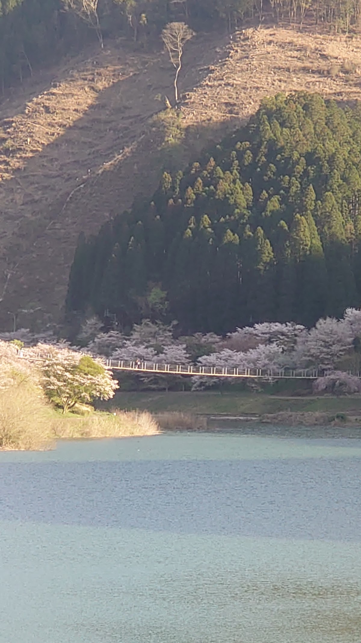 市房ダム湖畔の桜