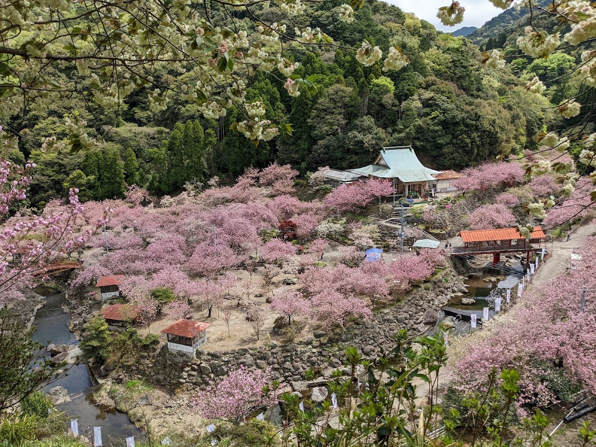 不動尊一心寺(大分県)の桜
