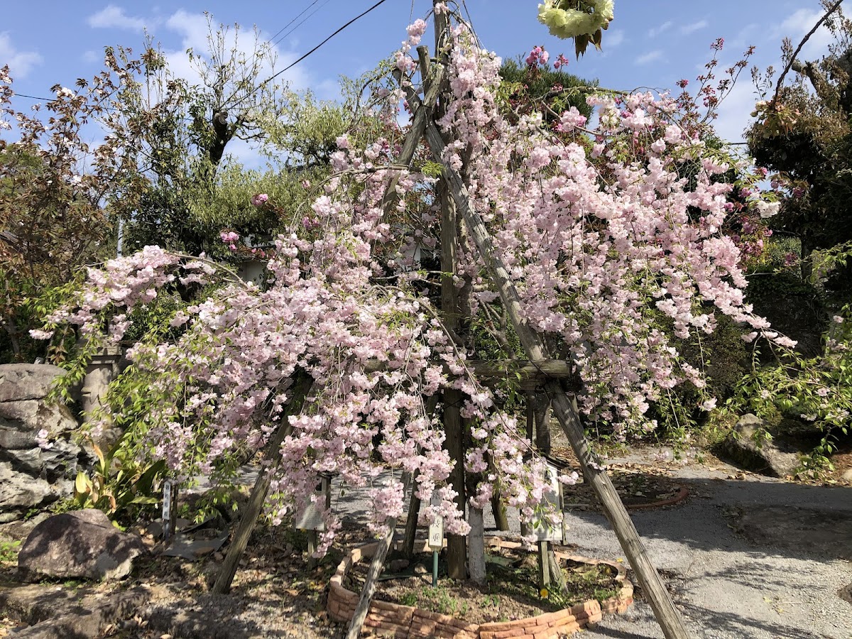 真玉海岸周辺の桜名所