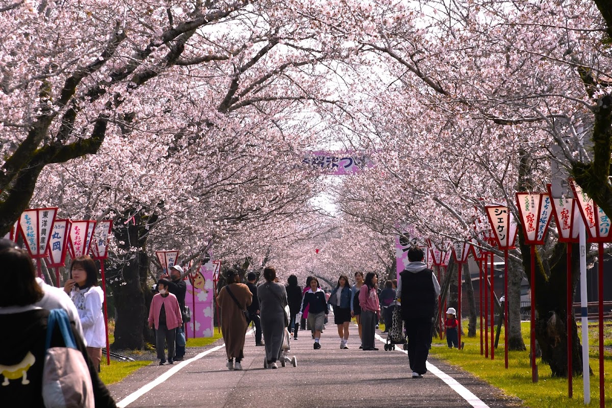 母智丘公園(宮崎県都城市)の桜完全ガイド|日本さくら名所100選の魅力と見どころ