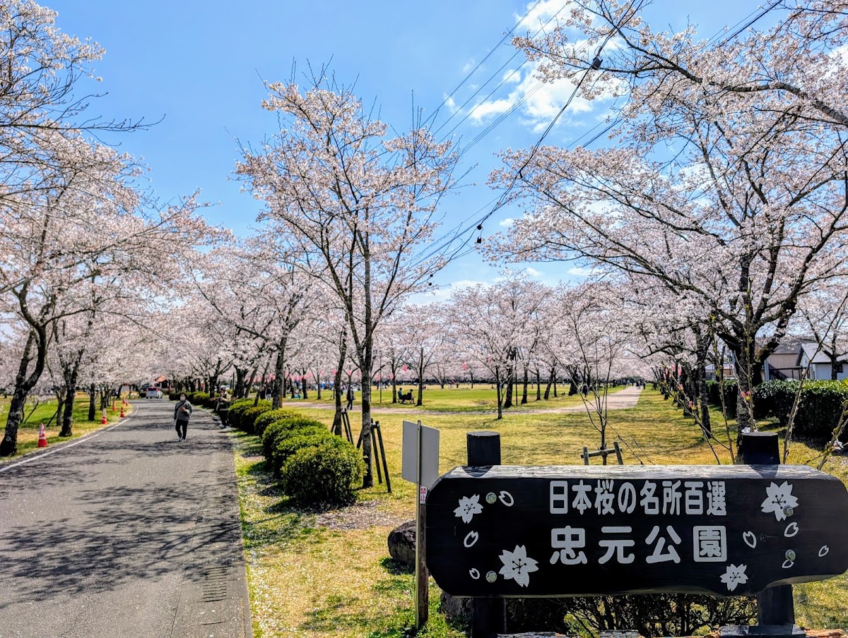 忠元公園(鹿児島県伊佐市)の桜