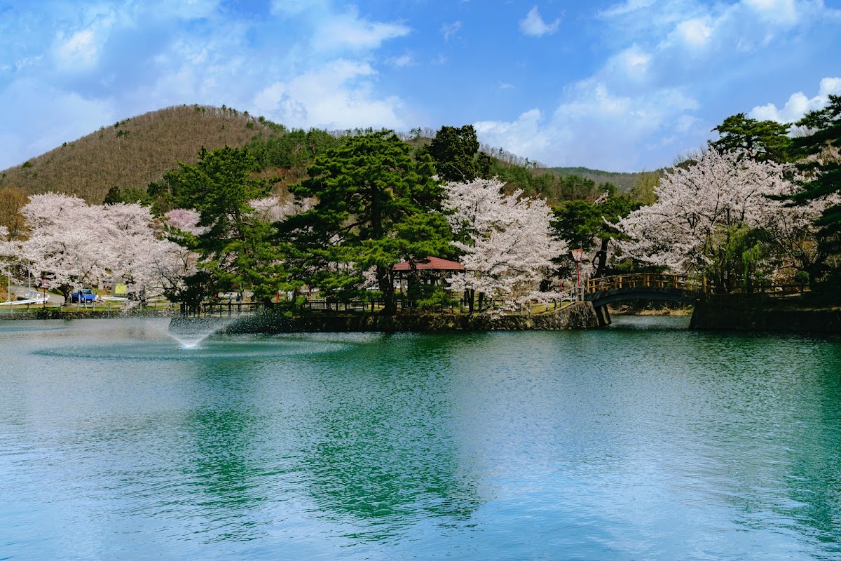 真人公園(秋田県横手市)の桜