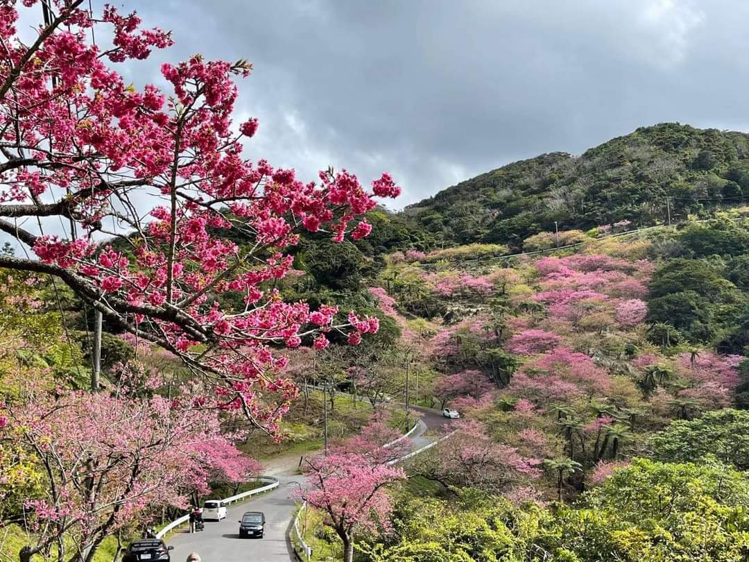 八重岳桜の森公園 完全ガイド|沖縄県本島で最も早い桜の名所を徹底解説