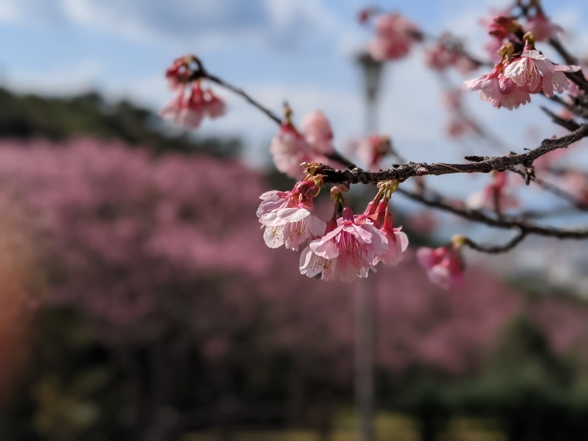 名護中央公園 沖縄県 桜 名所