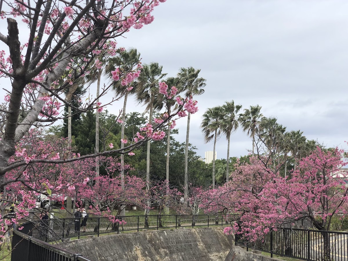 与儀公園は沖縄県那覇市を代表する桜の名所！カンヒザクラの見どころと楽しみ方