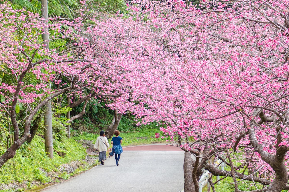 本部八重岳の桜
