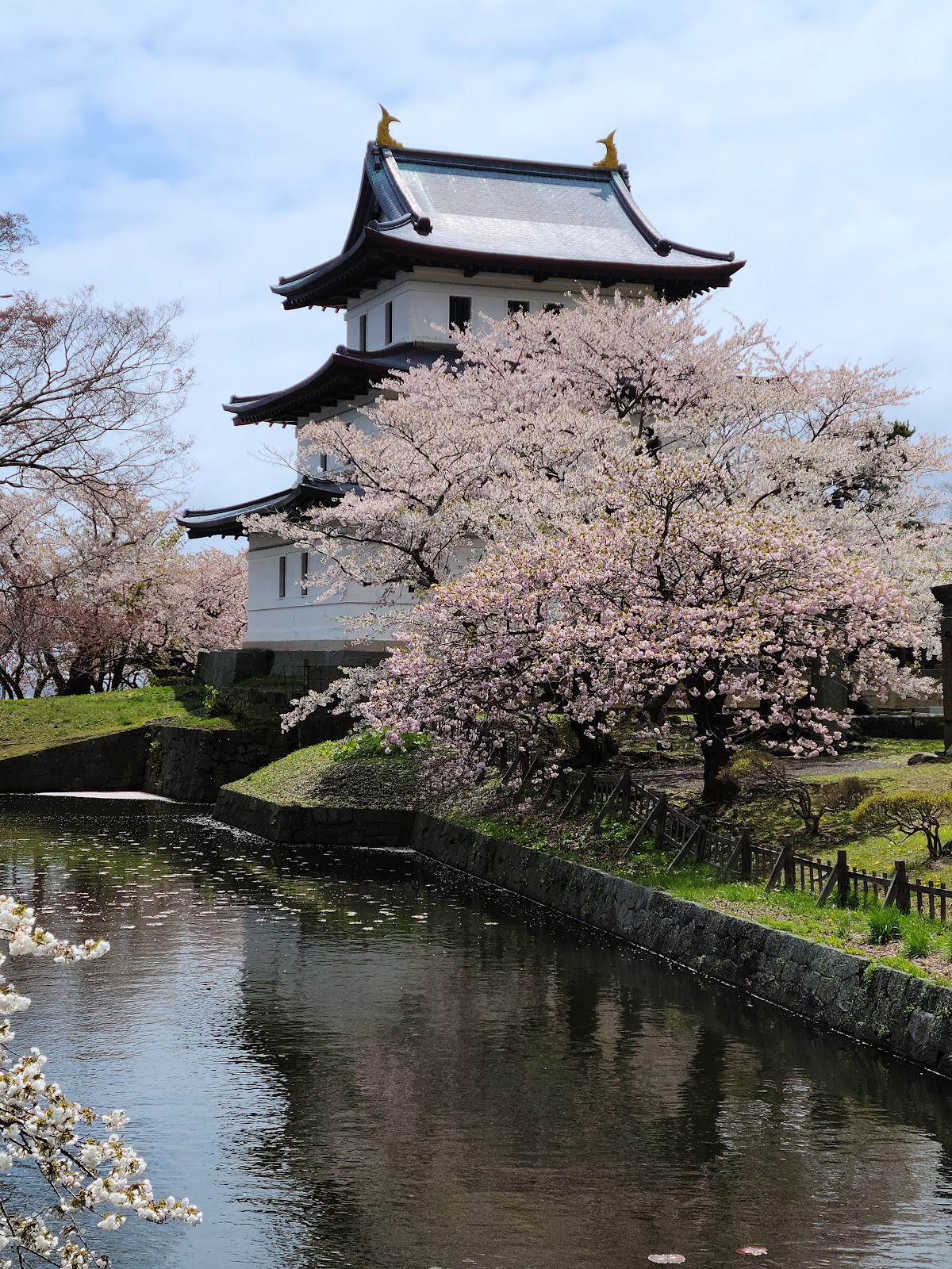 松前公園 北海道 桜 名所
