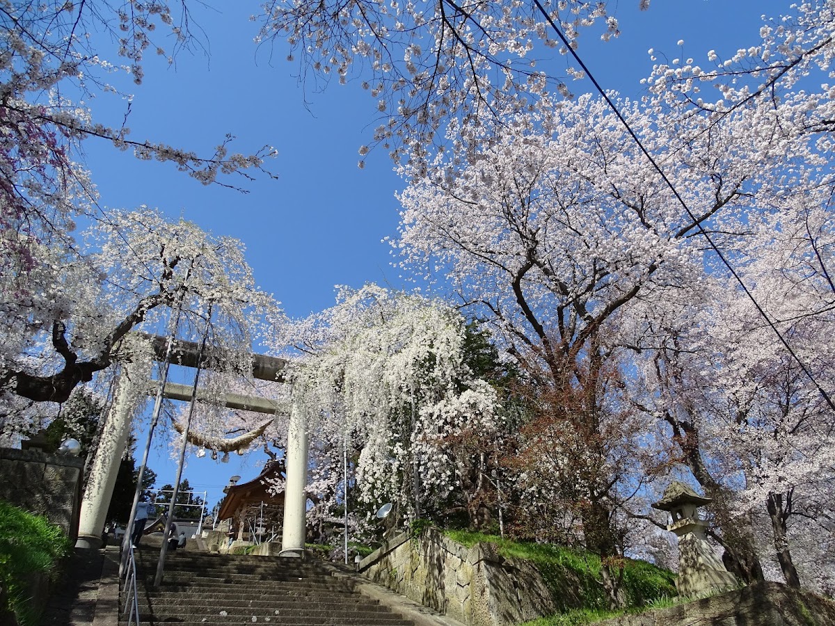 烏帽子山公園の桜