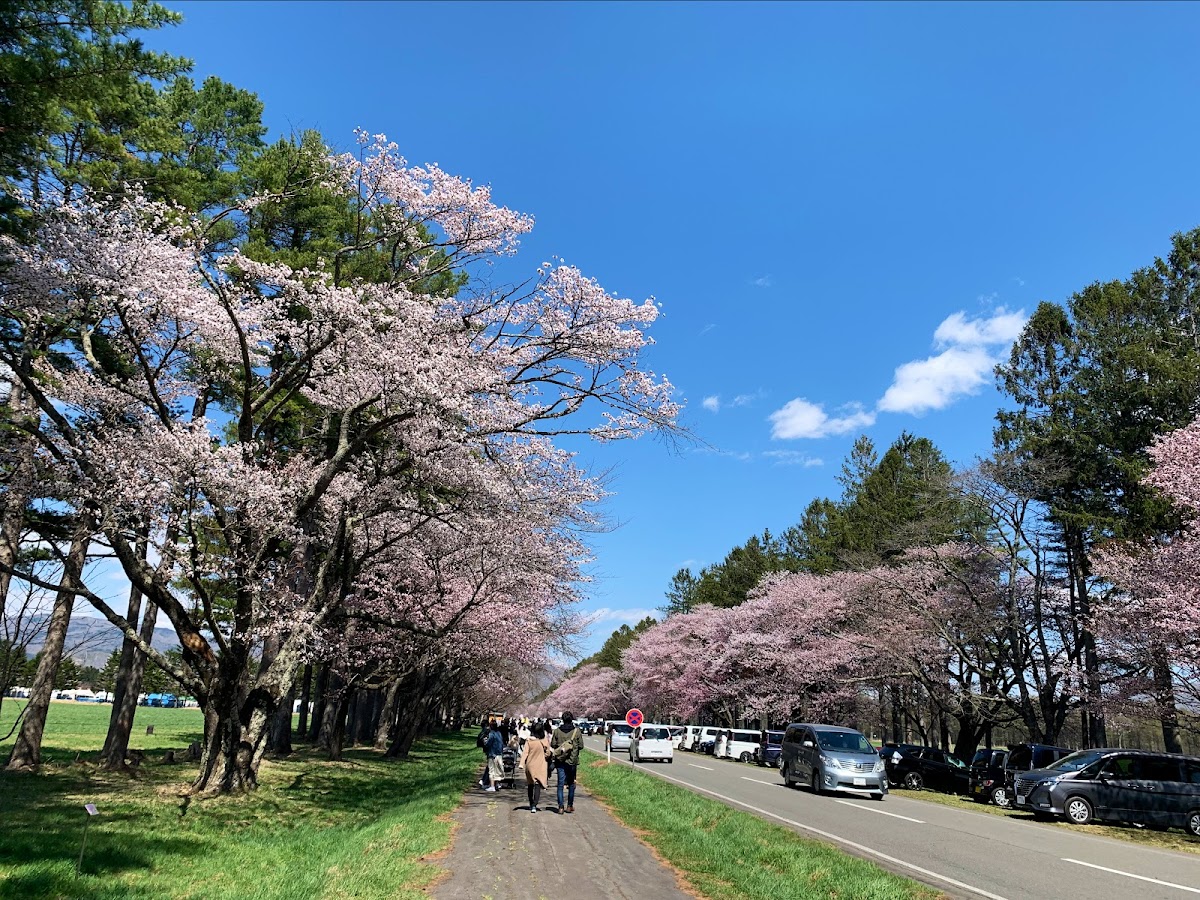 二十間道路桜並木完全ガイド|北海道屈指の桜名所の見どころ・アクセス・開花情報