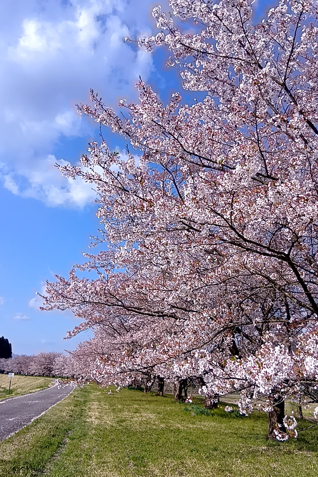 最上川堤防千本桜