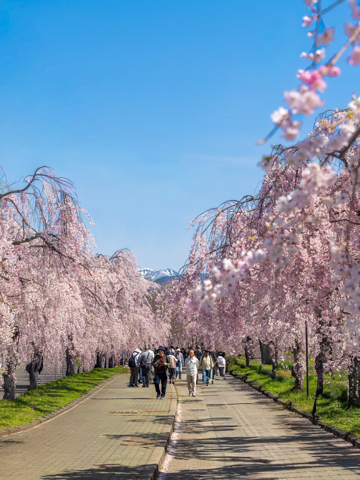日中線しだれ桜並木 完全ガイド|福島県喜多方市の桜名所を徹底解説
