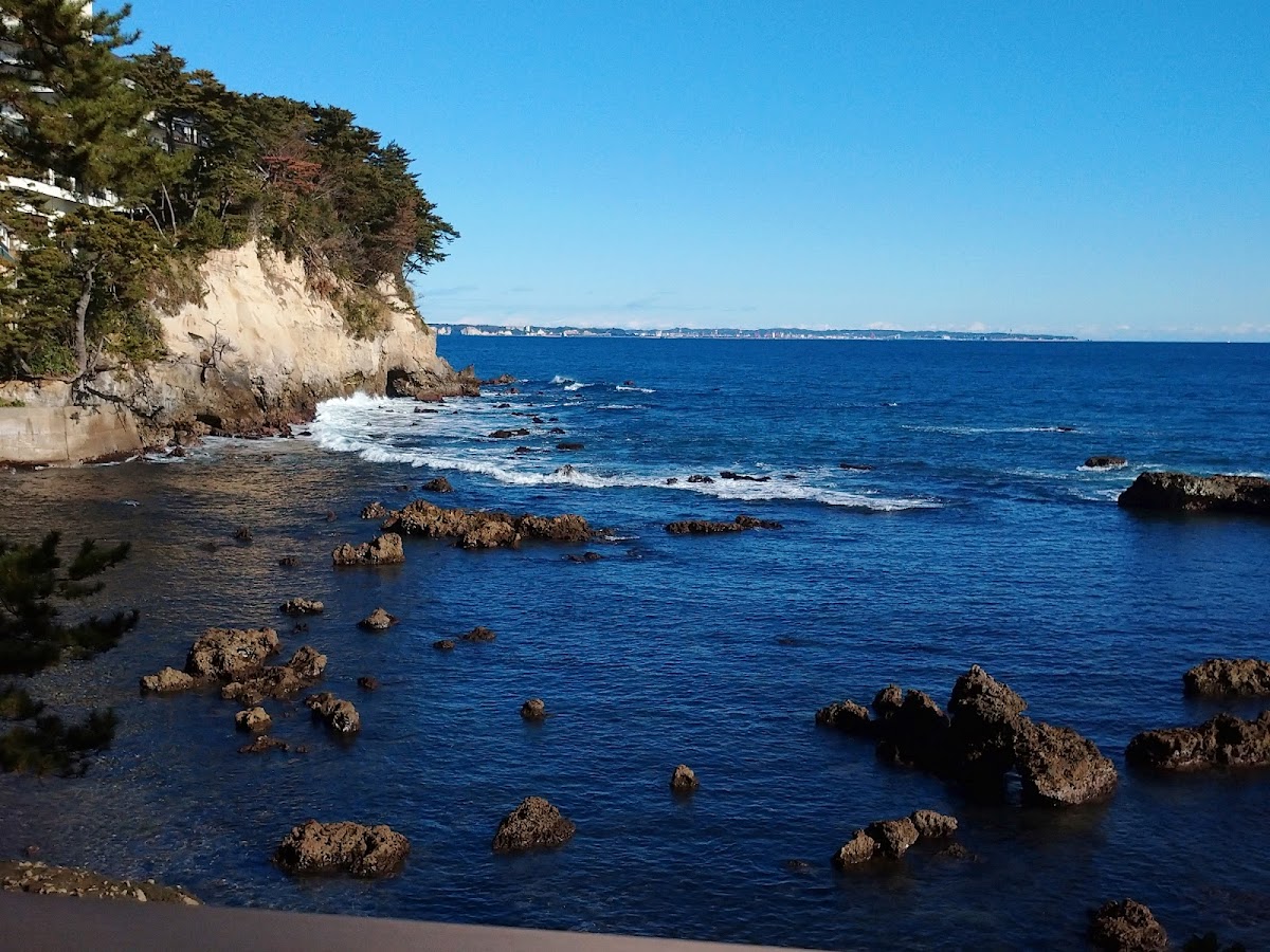 五浦海岸周辺と茨城県の桜名所