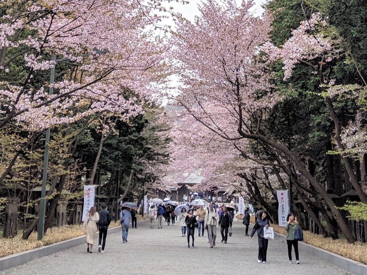 円山公園(北海道)桜の名所