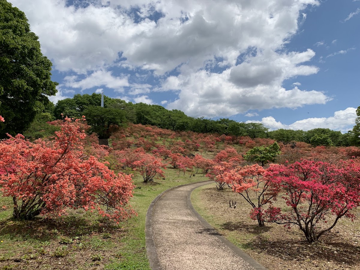 長峰公園(栃木県矢板市)の桜