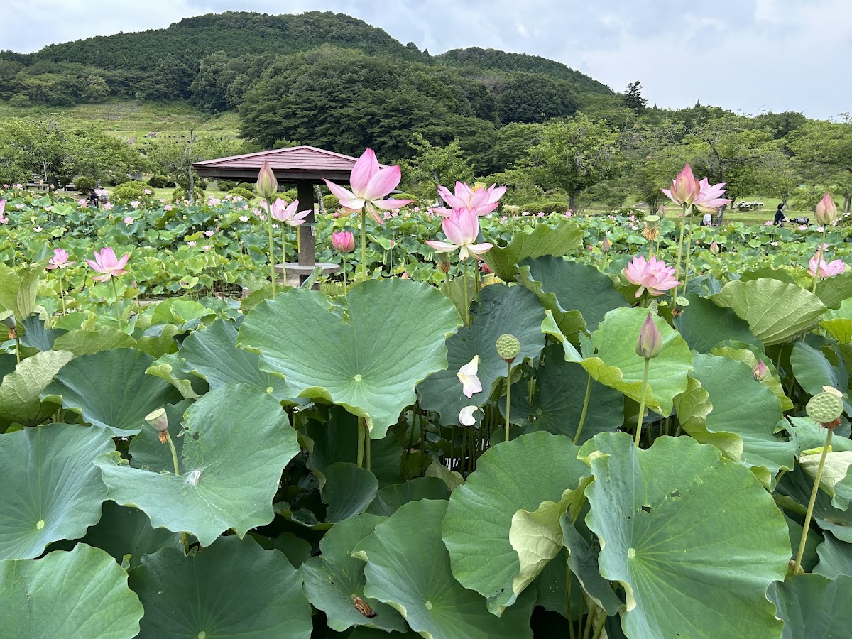 つがの里の桜完全ガイド2025｜栃木県が誇る約1000本の桜名所の見どころと楽しみ方