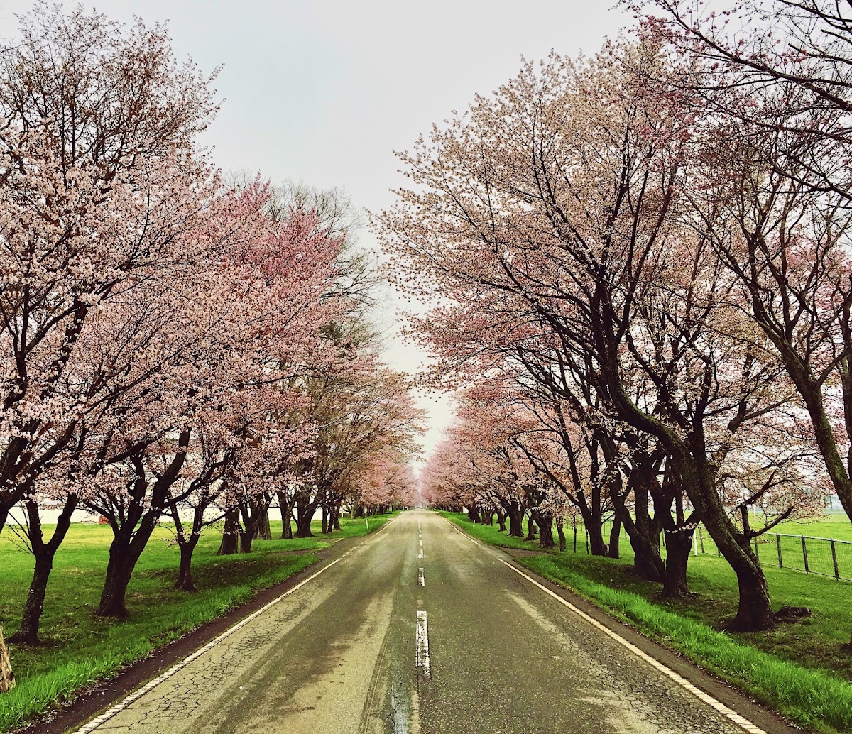 優駿さくらロード完全ガイド|北海道浦河町の桜名所を徹底解説
