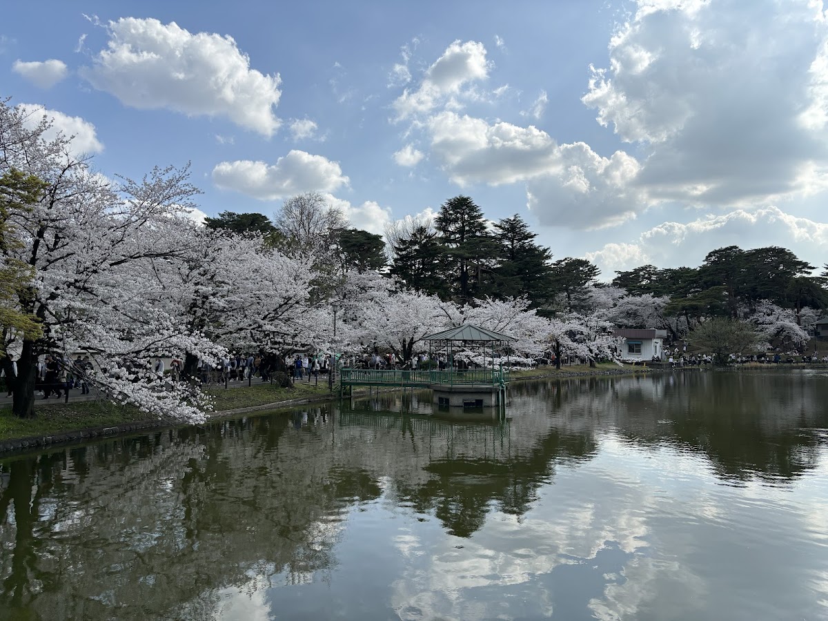 大宮公園の桜