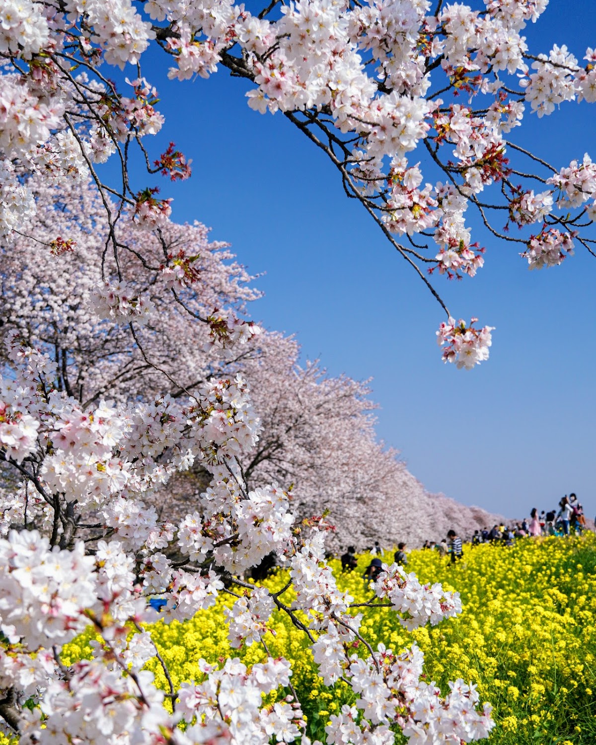 熊谷桜堤
