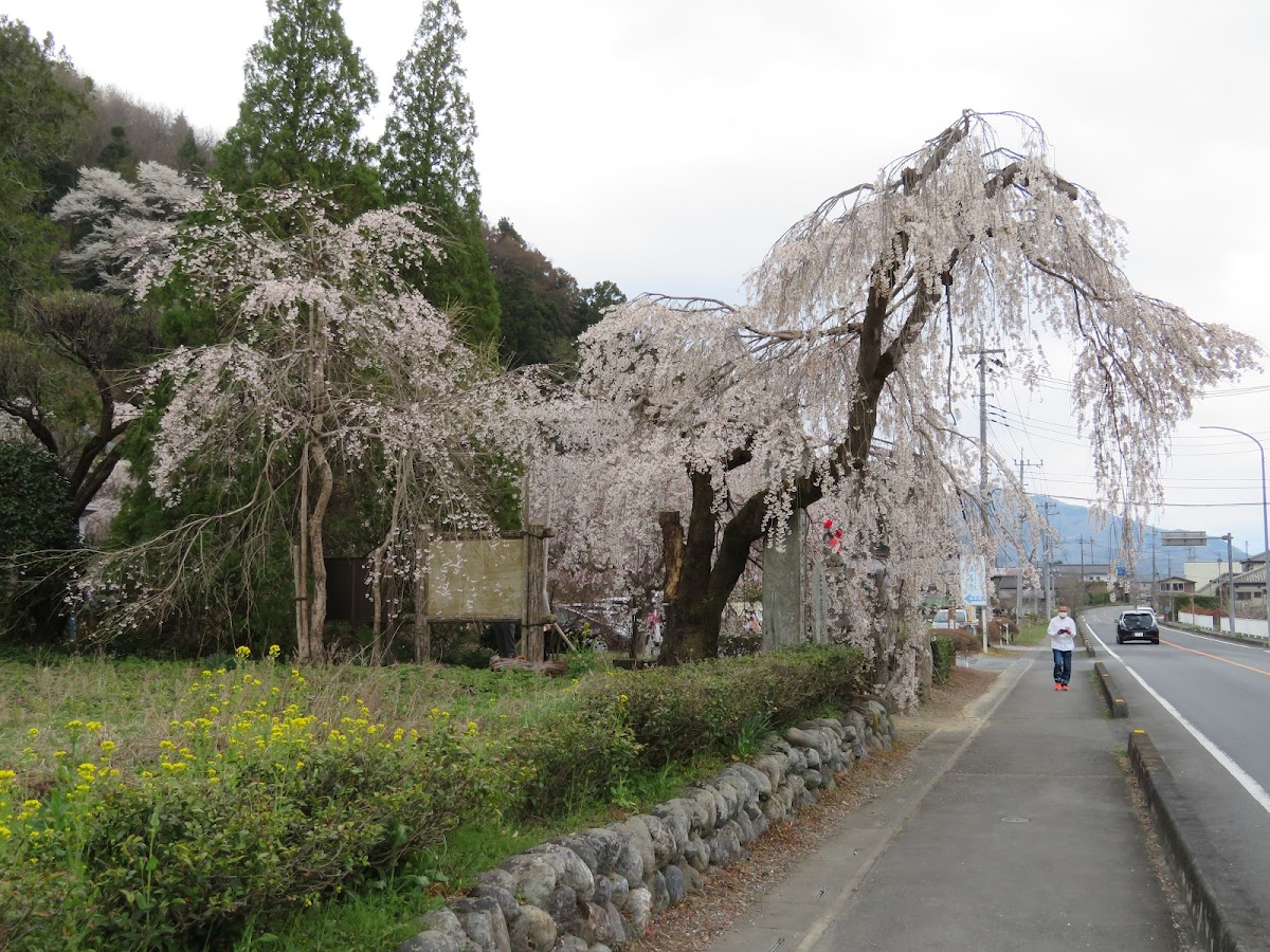 長瀞の桜完全ガイド2026|埼玉県屈指の桜名所の見どころ・開花情報・アクセス
