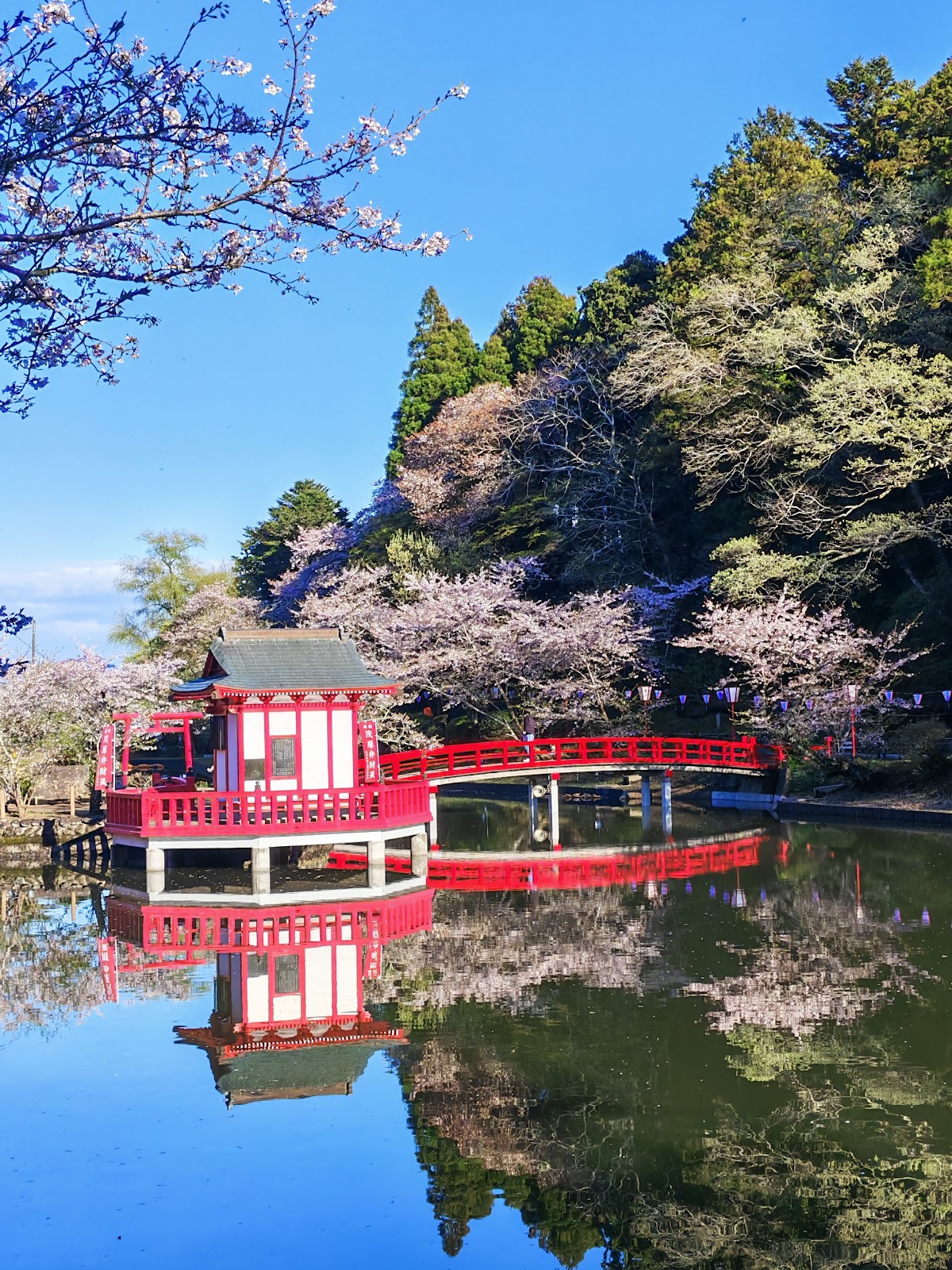 茂原公園(千葉県)の桜