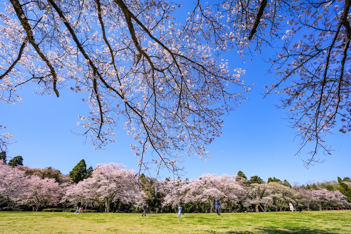 泉自然公園(千葉県)の桜名所