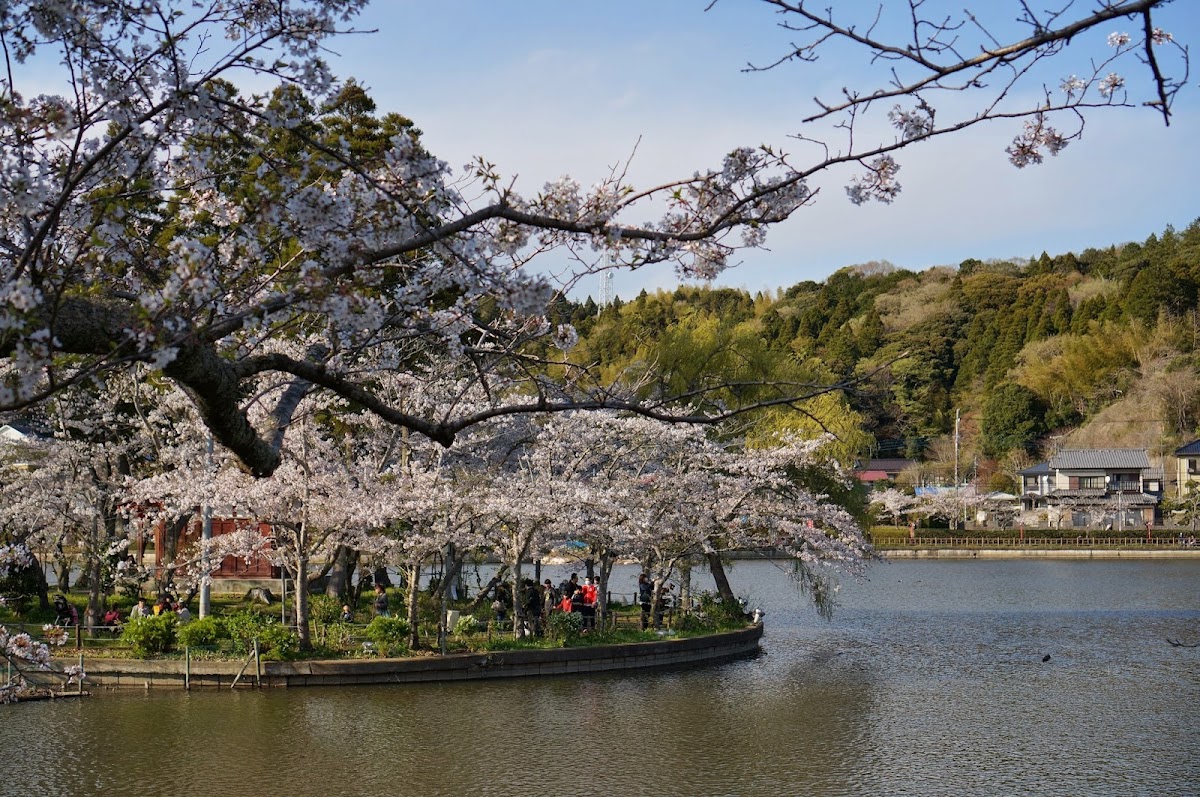 八鶴湖(千葉県東金市)の桜