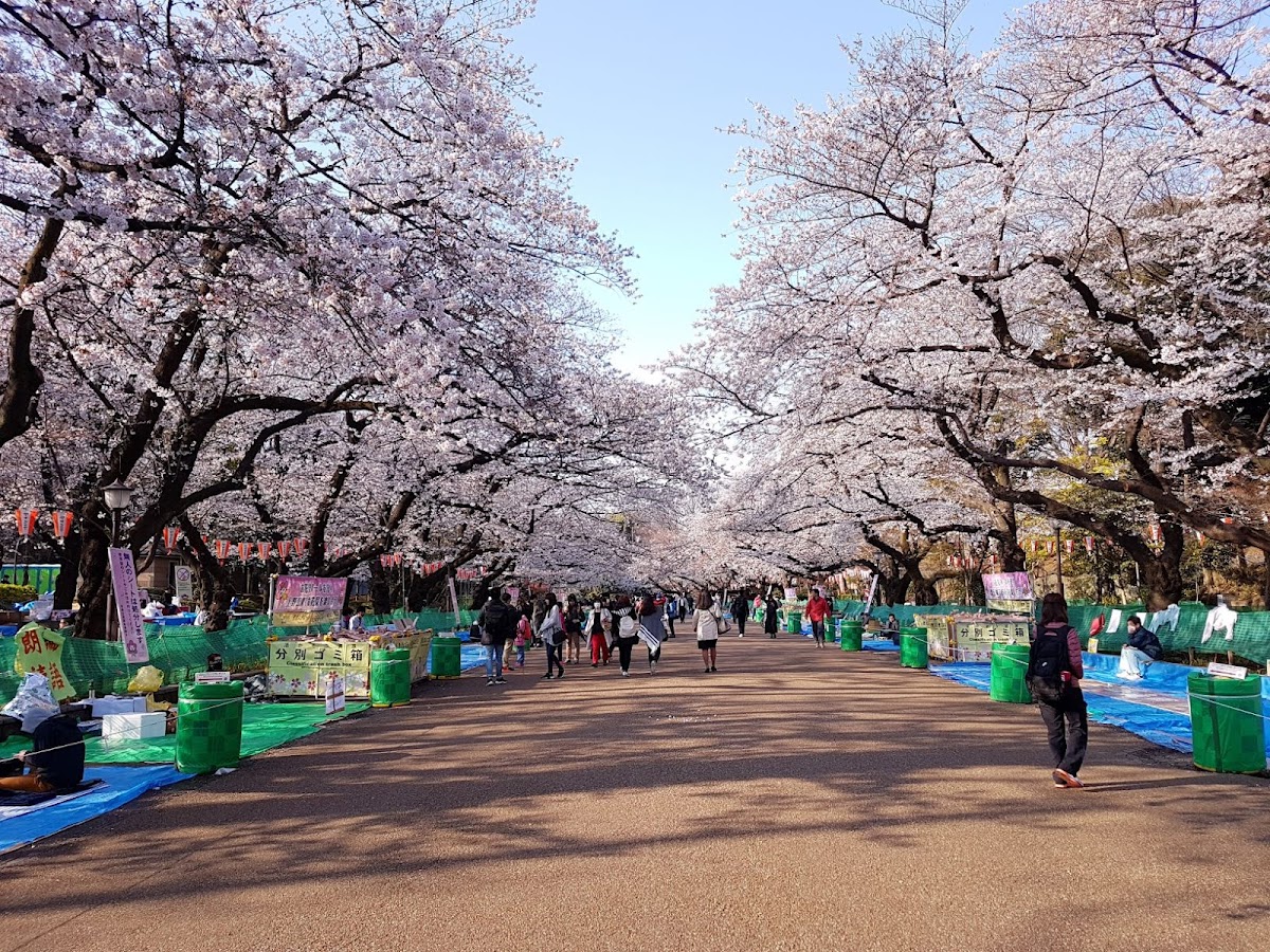 上野恩賜公園の桜