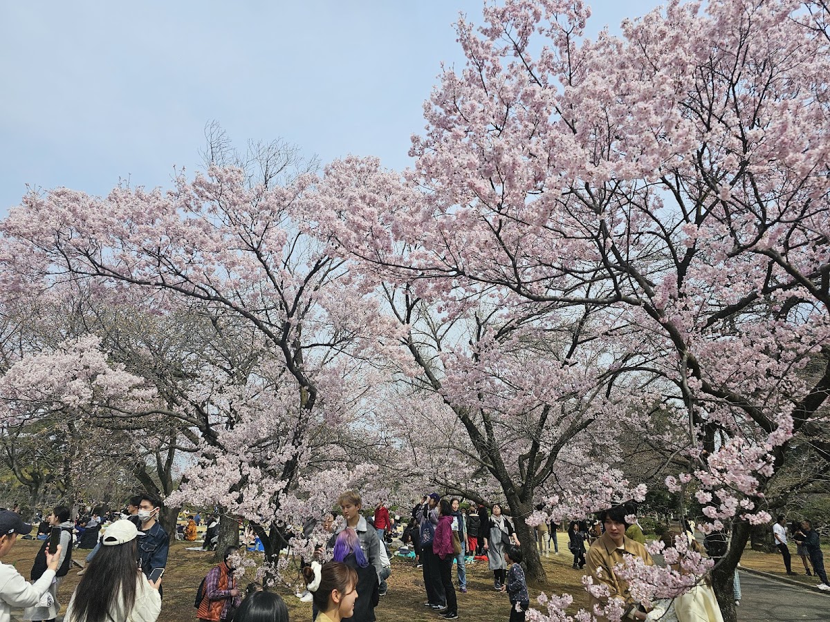 新宿御苑の桜