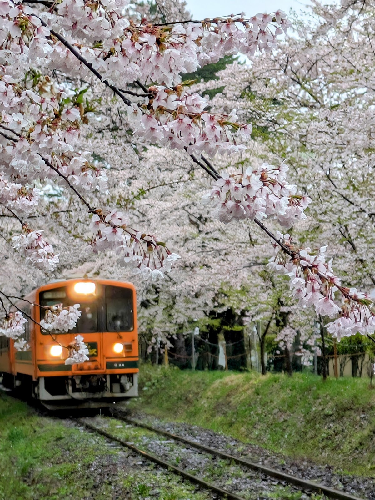 芦野公園の桜