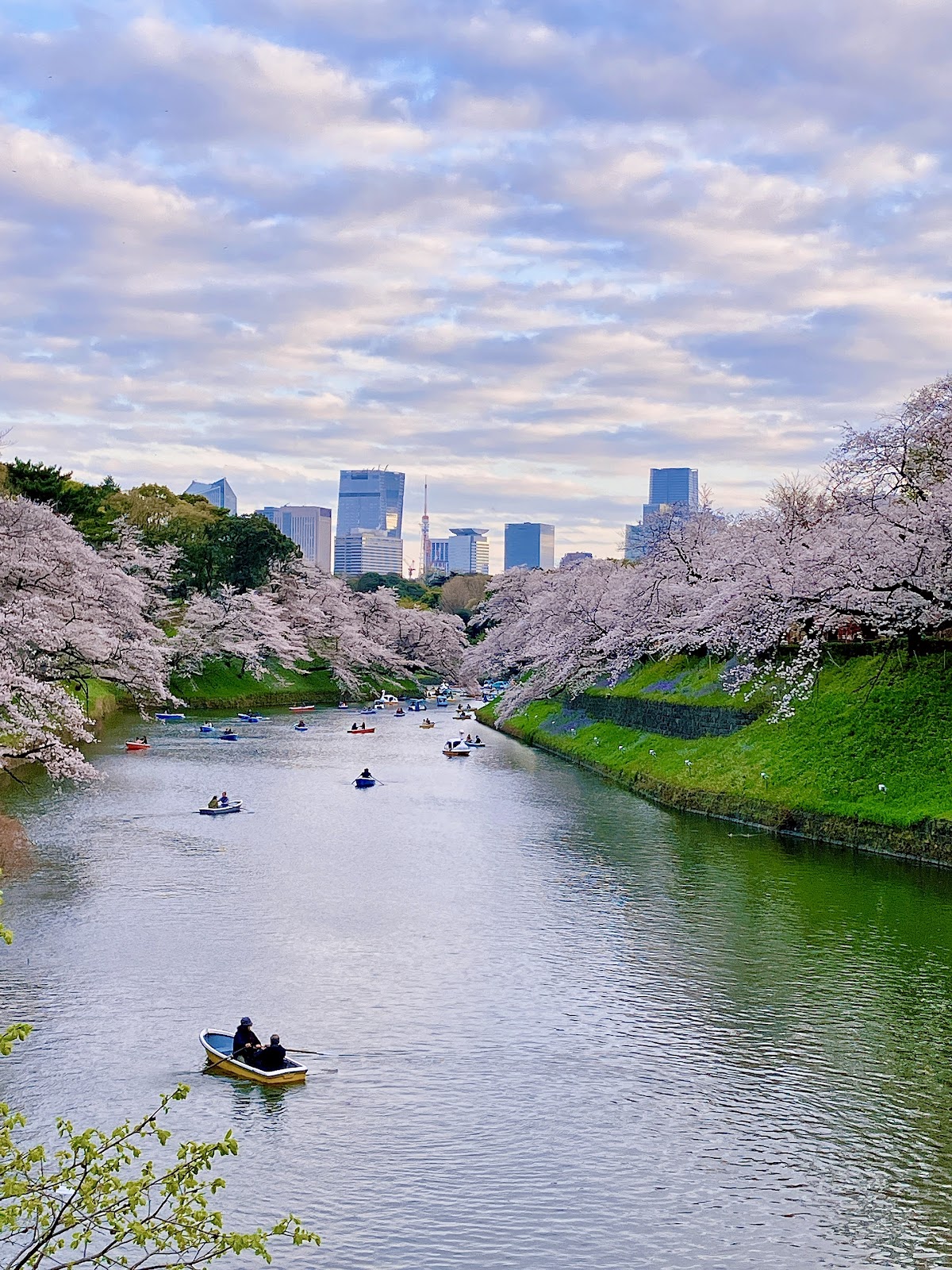 千鳥ヶ淵の桜 完全ガイド2026｜東京都屈指の名所で楽しむ極上の花見体験