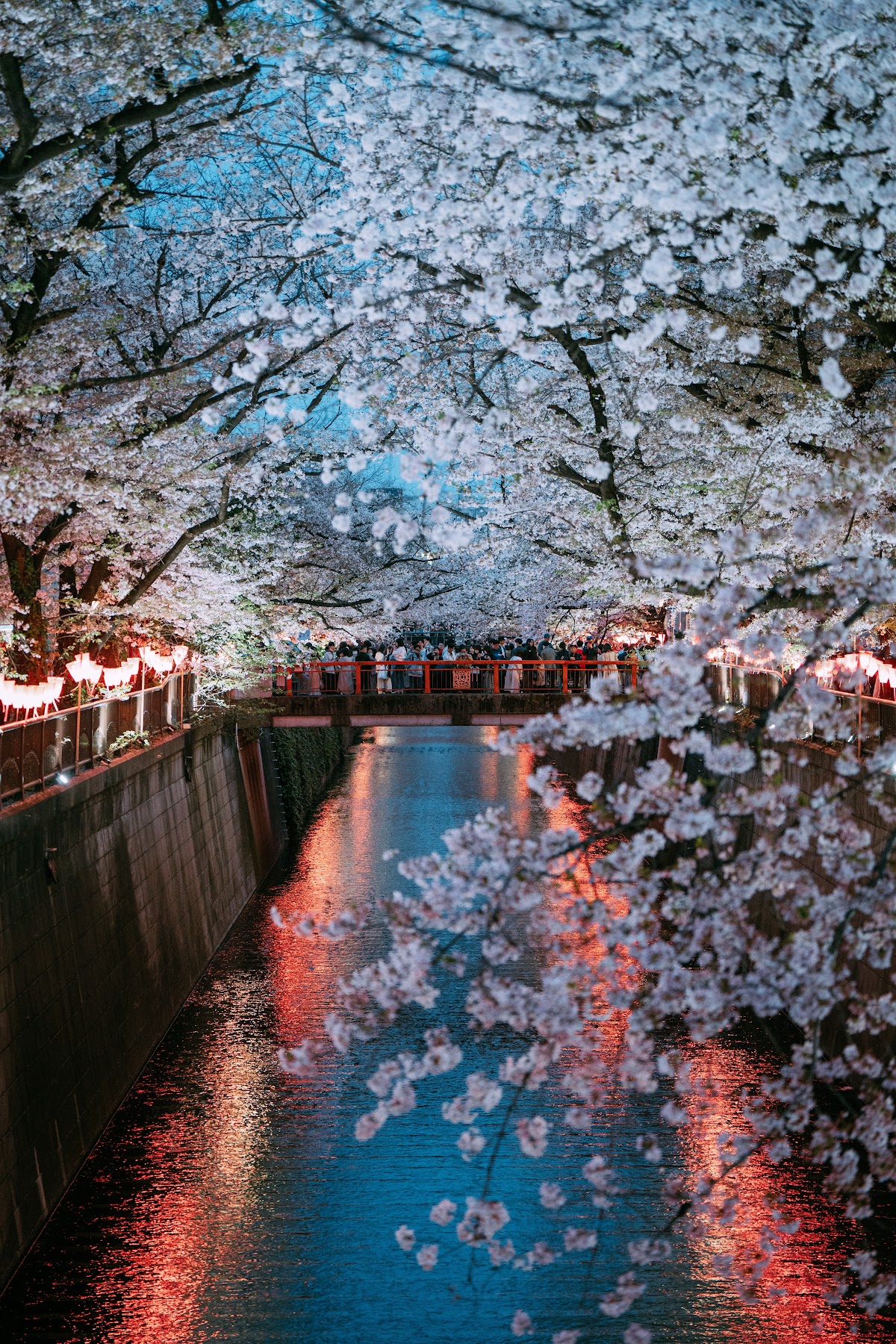 目黒川 東京都 桜 名所