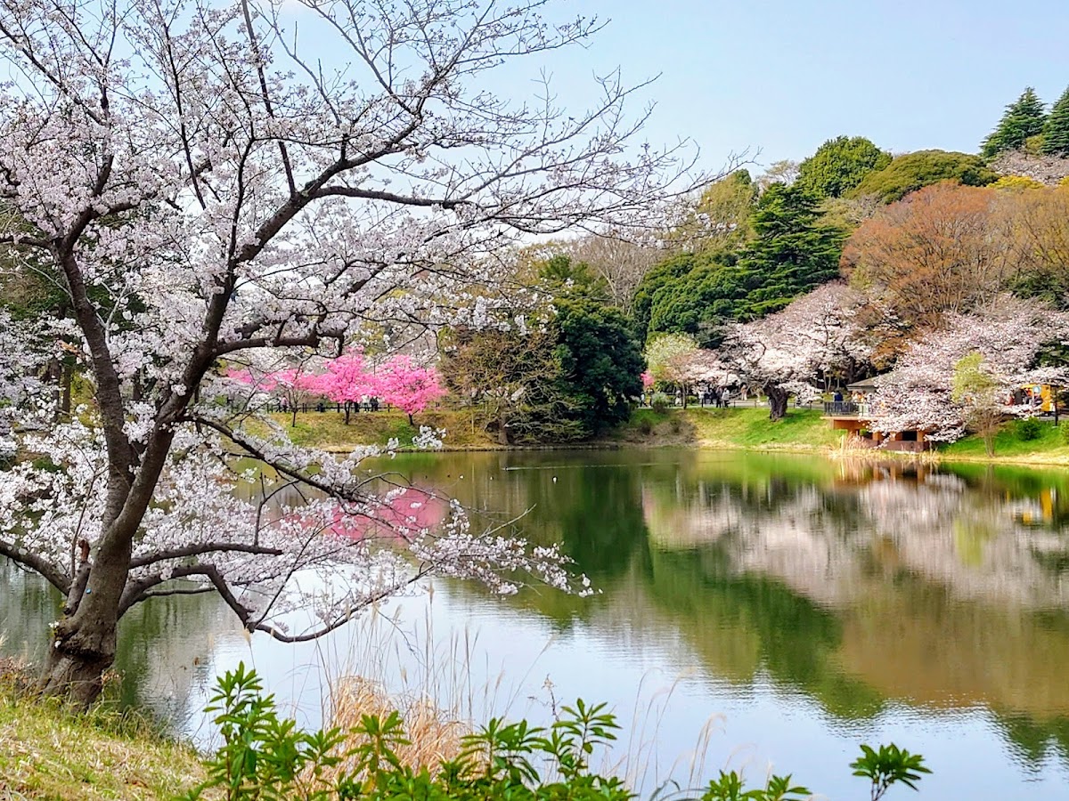 三ツ池公園 神奈川県の桜名所