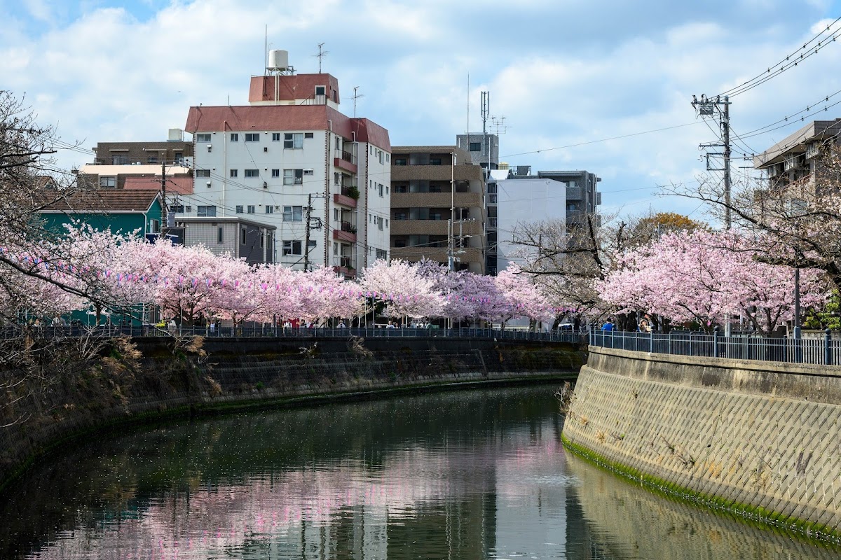 大岡川プロムナード 神奈川県 桜 名所