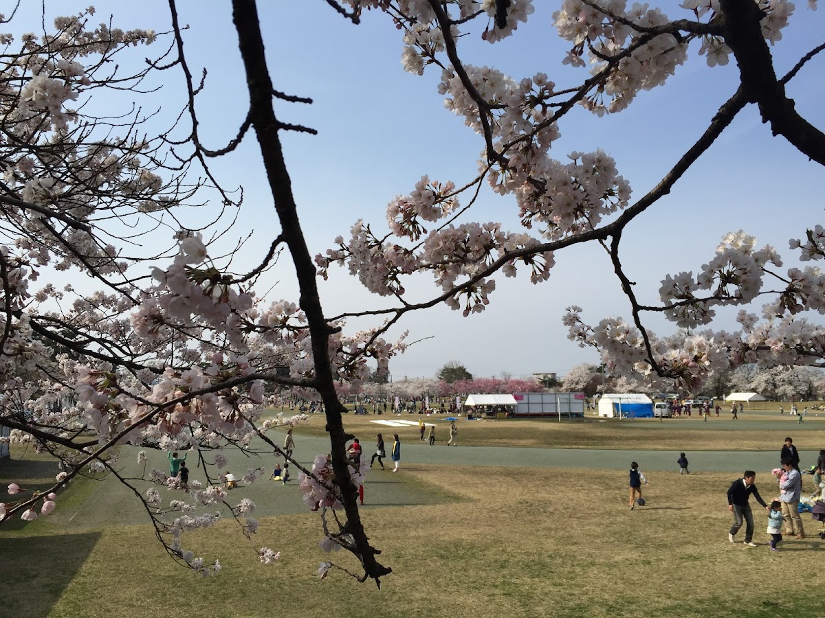 村松公園(新潟県五泉市)桜の名所