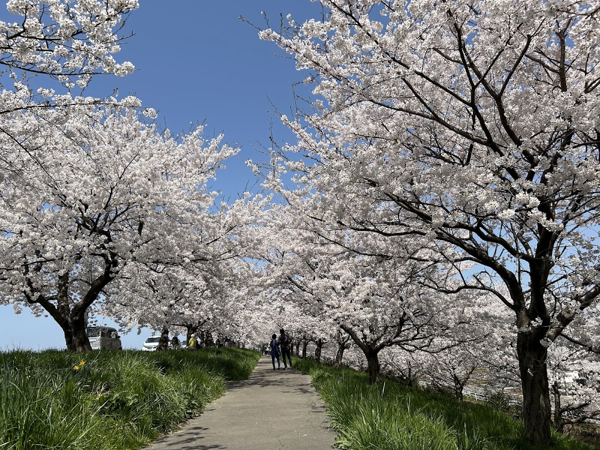 大河津分水桜並木