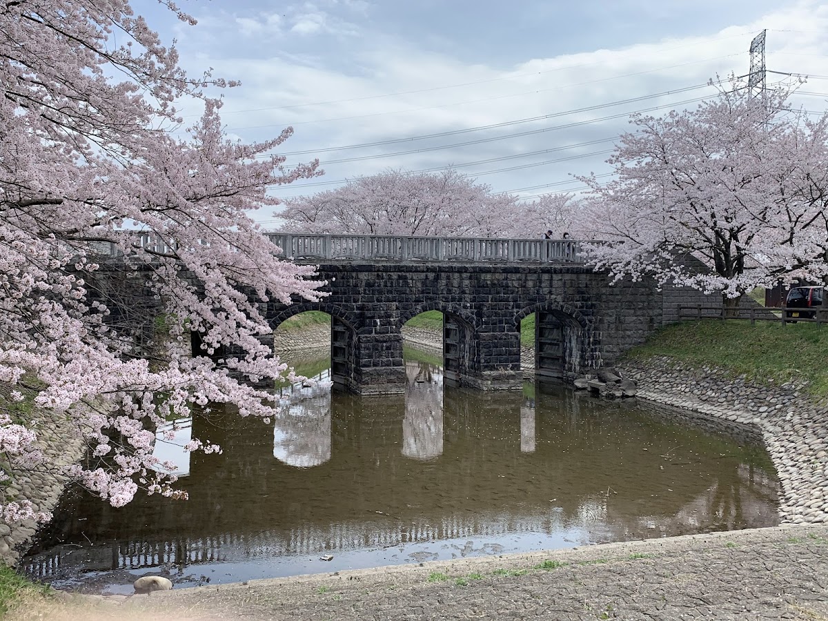 加治川治水記念公園(新潟県)の桜 | 長堤十里世界一の名所を完全ガイド