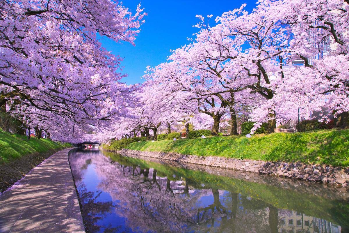 松川公園(富山県)の桜