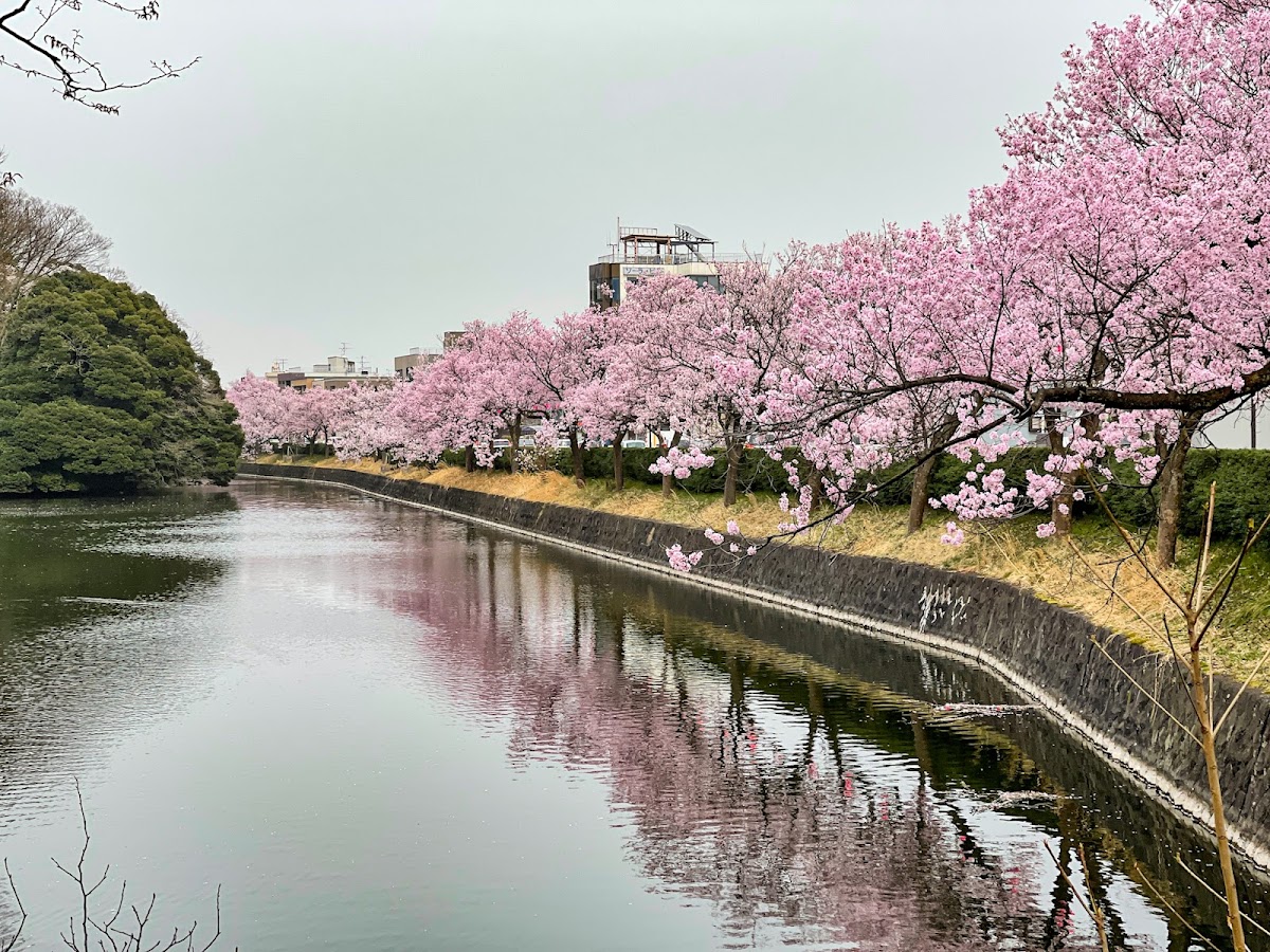 高岡古城公園の桜