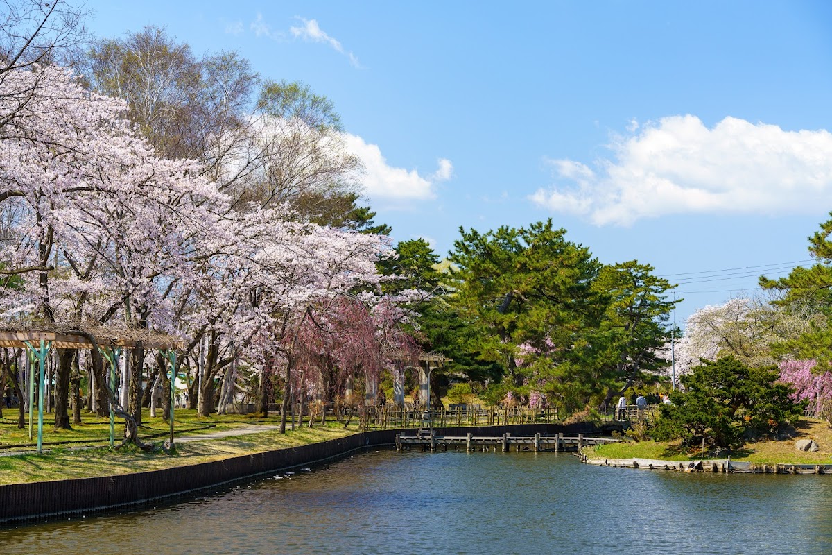 合浦公園の桜