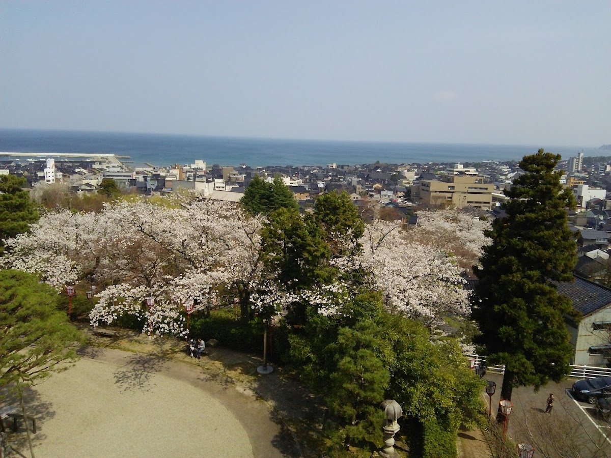 朝日山公園(富山県)の桜